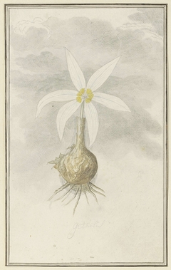 Gethyllis; de knol met bloem by Robert Jacob Gordon