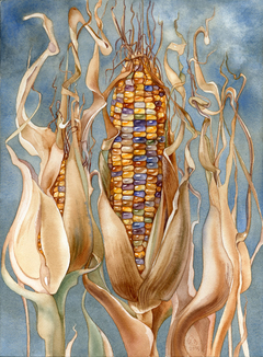 Indian Corn by irina vinnik