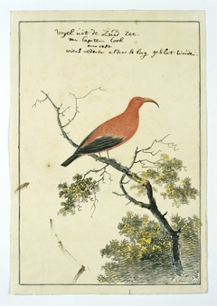 Kardinaalhoningeter (Vestiaria coccinea) uit de Zuidzee by John Webber