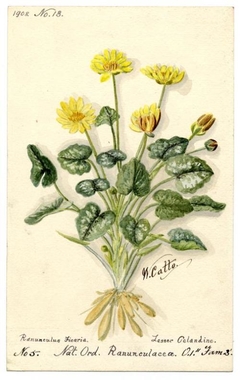 Lesser Gelandine (ranunculus ficaria) - William Catto - ABDAG016331 by William Catto