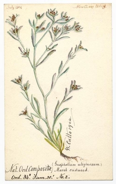 Marsh cudweed (Gnaphalium uliginosum) - William Catto - ABDAG016158 by William Catto