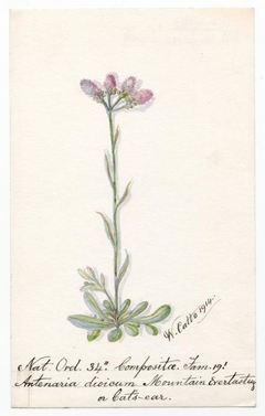 Mountain Everlasting or Cat's-ear (Antennaria dioica) - William Catto - ABDAG016175 by William Catto