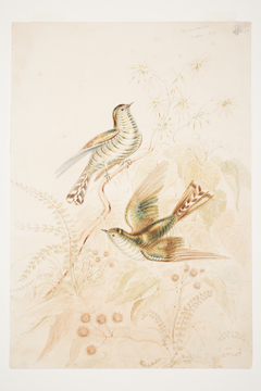 Pipi wau rau roa [Pipiwharauroa] Cuckoo N.Z. by Charles Heaphy