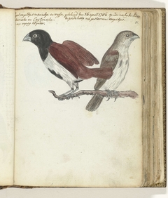 Rijstvogeltjes by Jan Brandes