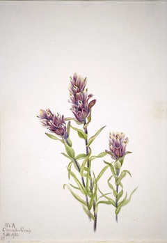 Rose Paintbrush (Castilleja pallida) by Mary Vaux Walcott