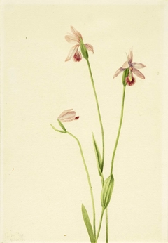 Rose Pogonia (Pogonia ophioglossoides) by Mary Vaux Walcott