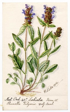 Self-Heal (Prunella Vulagris) - William Catto - ABDAG016067 by William Catto