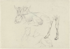 Studies of Goats by Josephus Augustus Knip