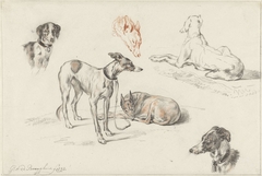 Studies van honden by Guillaume Anne van der Brugghen