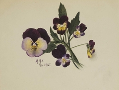 Untitled (Pansies) by Mary Vaux Walcott