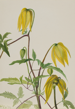 Untitled--Plant Study by Mary Vaux Walcott