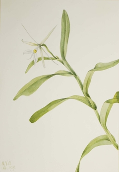 White Epidendrum (Epidendrum nocturnum) by Mary Vaux Walcott