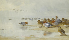 Wigeon and Teal by the water's edge. by Archibald Thorburn