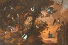 An Owl being Mobbed by other Birds by Francis Barlow