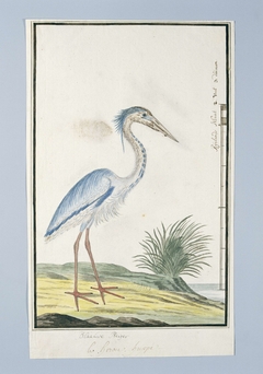 Blauwe reiger (Ardea cinerea) by Robert Jacob Gordon