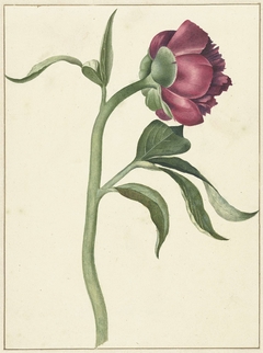 Bloem van de pioenroos by C.J. Kruimel