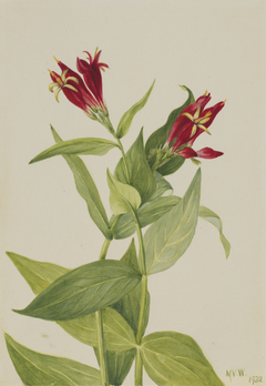 Carolina Pink (Spigelia marylandica) by Mary Vaux Walcott