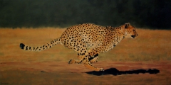 Cheeta in action by Peter Strobos