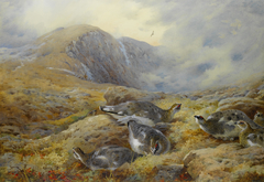 Danger aloft – Ptarmigan by Archibald Thorburn