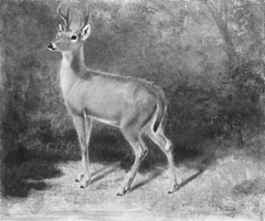 Deer—Sketch from Nature by Arthur Fitzwilliam Tait