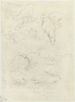 Groepen grazende en liggende schapen by Federico Barocci