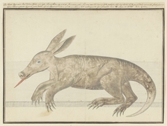 Kaaps aardvarken (Orycteropus afer), een voldragen embryo by Robert Jacob Gordon