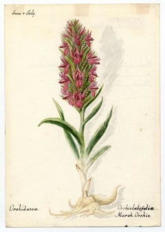 Marsh Orchis (orchis strictifolia) - William Catto - ABDAG016418 by William Catto