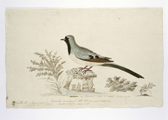 Namaqua duif (Oena capensis); het mannetje, op ware grootte by Robert Jacob Gordon