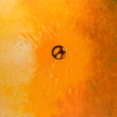 'Orange navel' (2006) oil on canvas, 130 x 130 cm by john albert walker