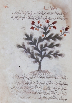 Page from the Materia Medica by Unknown Artist