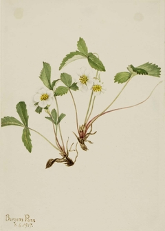 Pale Strawberry (Fragaria glauca) by Mary Vaux Walcott