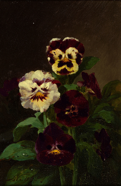 Pansies by John Williamson