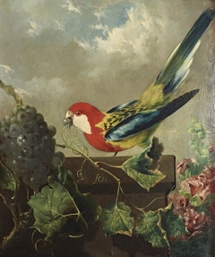 Parakeet with Grapes and Hollyhocks by Philip Reinagle