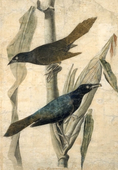 Purple Grackle by John James Audubon