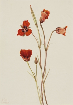 Scarlet Mariposa (Calochortus kennedyi) by Mary Vaux Walcott