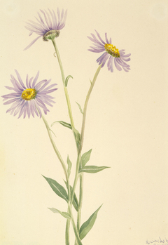 Showy Fleabane (Erigeron salsuginosus) by Mary Vaux Walcott