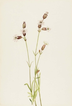 Silene multicaulis by Mary Vaux Walcott