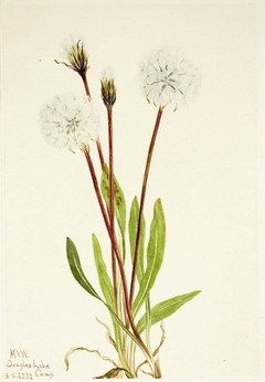 Slender Agoseris (Agoseris gracilens) by Mary Vaux Walcott