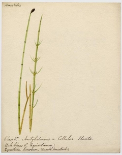 Smooth horsetail (equisetum fluviatile) - William Catto - ABDAG016271 by William Catto