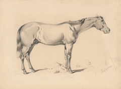 Study of a Horse I. by Friedrich Carl von Scheidlin