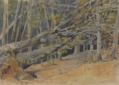 Study of Cut Down Trees by Friedrich Carl von Scheidlin