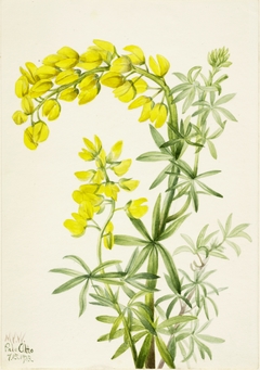 Yellow Lupine (Lupinis arboreus) by Mary Vaux Walcott