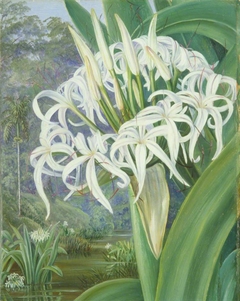 A Bornean Crinum by Marianne North