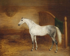 A Grey Horse by George Morley