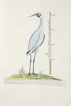 Australische soort ibis (Ephippiorhynchus asiaticus) by Unknown Artist