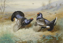 Blackcocks at the Lek. by Archibald Thorburn