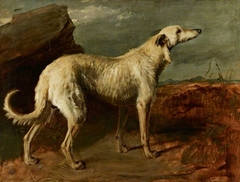 Braan, a Celebrated Scottish Deerhound by Thomas Duncan