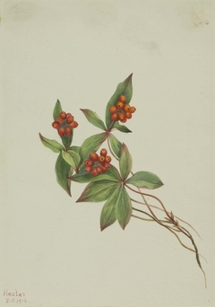 Bunchberry (Cornus canadensis) by Mary Vaux Walcott