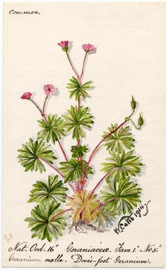 Dove's-foot Geranium (Geranium molle) - William Catto - ABDAG016129 by William Catto