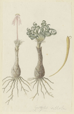 Gethyllis lanuginose; links de knol met bloem, rechts de knol met bladeren en daarnaast een peul by Robert Jacob Gordon